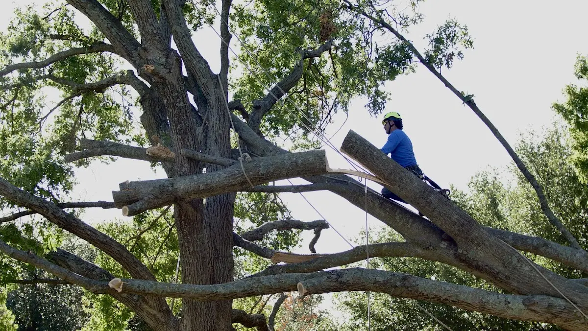 Professional Crown Thinning performed by certified arborists in Jordan