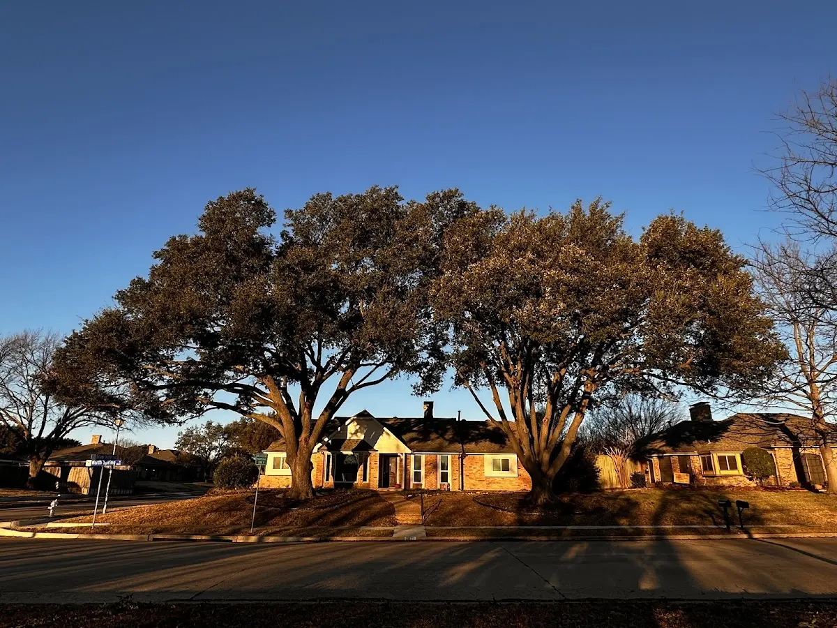 Established residential canopy tree shading a home in Jordan